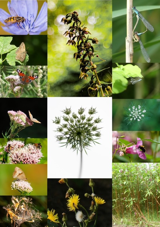 fotocollage